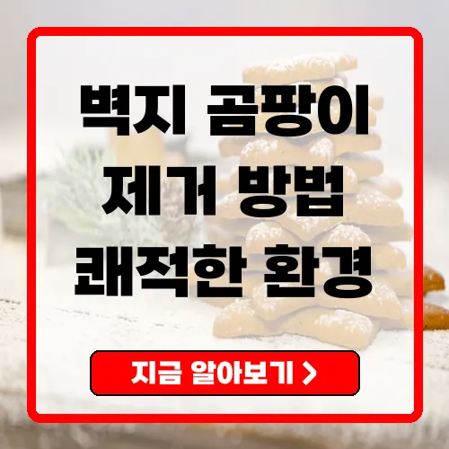 벽지 곰팡이 제거 올바른 방법과 후속 관리로 쾌적한 실내 만들기