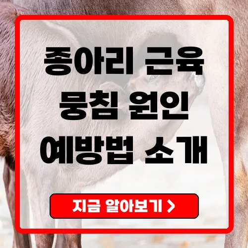 종아리근육뭉침의 원인과 예방법 피로를 덜어주는 팁