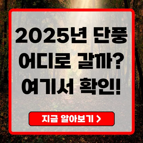 2025년 전국 단풍명소 완벽 총정리