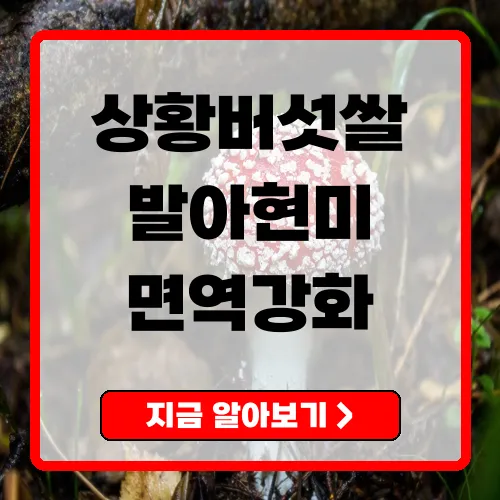 상황버섯쌀, 효능과 섭취법 총정리