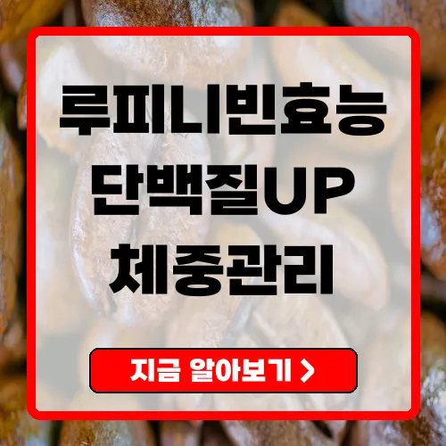 루피니빈 효능·섭취법 완전가이드