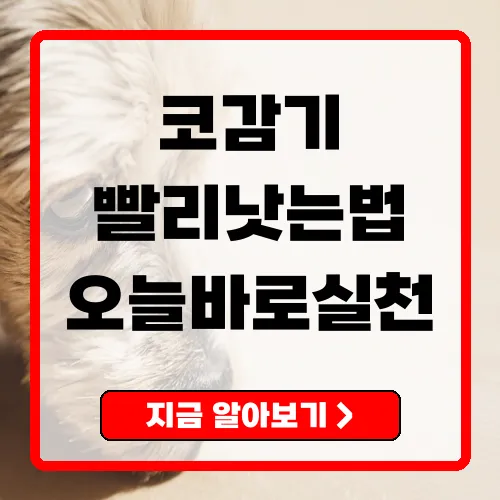 코감기빨리낫는법 총정리