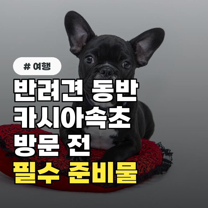 반려견 동반 카시아속초호텔 방문? 체크인 전 필수 준비물 5가지