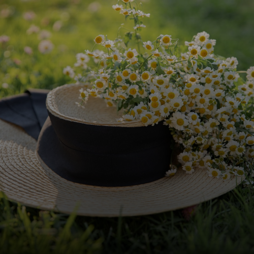 불면증에 캐모마일이 특효? 잠 못 드는 당신을 위한 섭취법 3가지