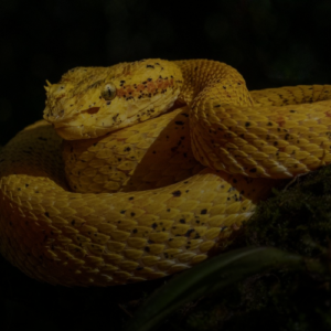 위고비보다 마운자로? 숨겨진 진짜 효과 3가지 지금 확인!