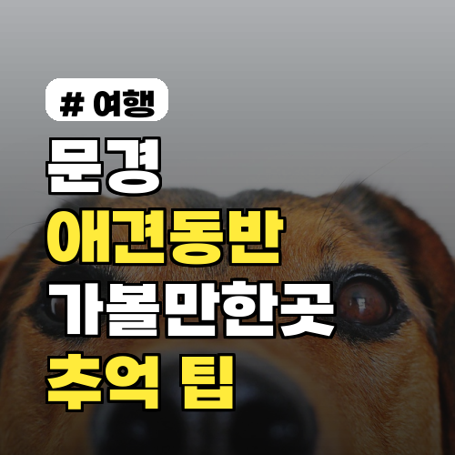 문경 애견동반 가볼만한곳, 댕댕이와 추억 쌓기 좋은 팁