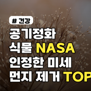 공기정화식물 중 NASA가 인정한 미세먼지 제거 TOP 5
