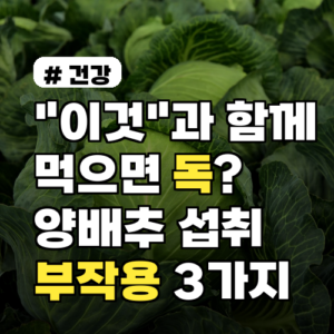 “이것”과 함께 먹으면 독? 양배추 섭취 시 주의해야 할 부작용 3가지