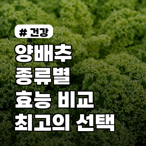 양배추 종류별 효능 비교: 적색 vs 방울 vs 일반, 최고의 선택은?