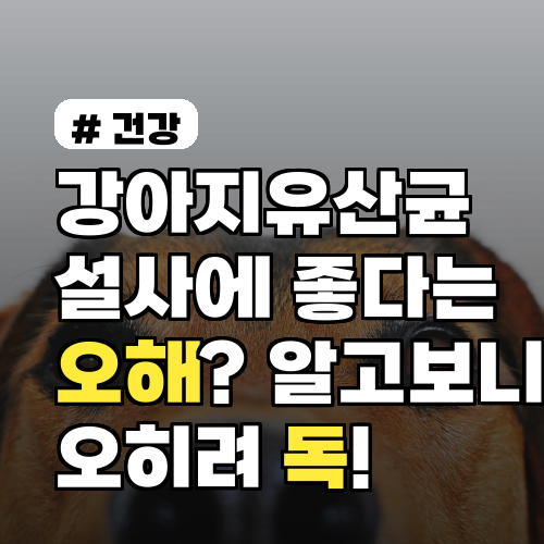 강아지유산균 설사에 좋다는 오해? 알고보니 오히려 독이 됩니다