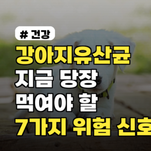 강아지유산균 지금 당장 먹여야 할 7가지 위험 신호