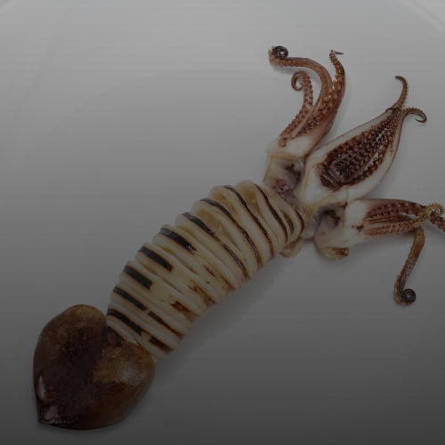 2026년 속초/강릉 현지인만 아는 오징어순대 맛집 TOP 3