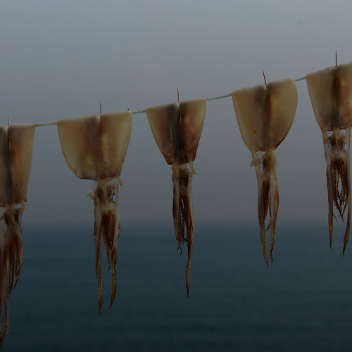 반건조오징어 보관 '이것' 안하면 다 버려요! 오래두고 먹는 꿀팁