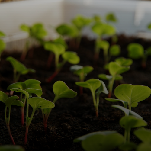 무나물 황금 레시피, 겨울철 보약처럼 먹는 3가지 건강 비법