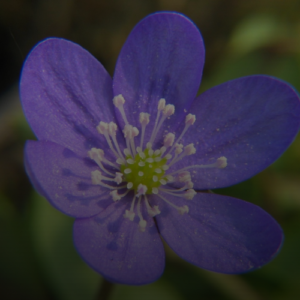 의사가 추천하는 지방간에 좋은 음식 7가지, 간 해독에 최고!