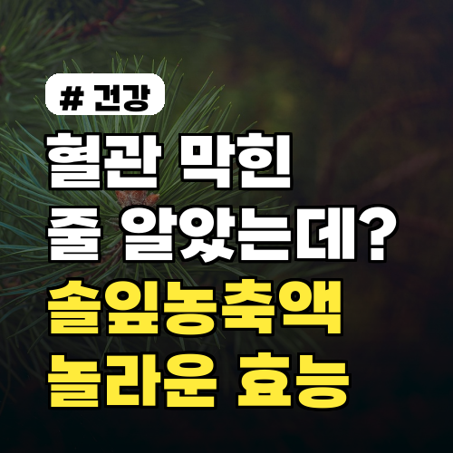 혈관 막힌 줄 알았는데? 솔잎증류농축액의 놀라운 효능 5가지