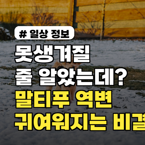 못생겨질 줄 알았는데? 말티푸 역변, 오히려 더 귀여워지는 비결
