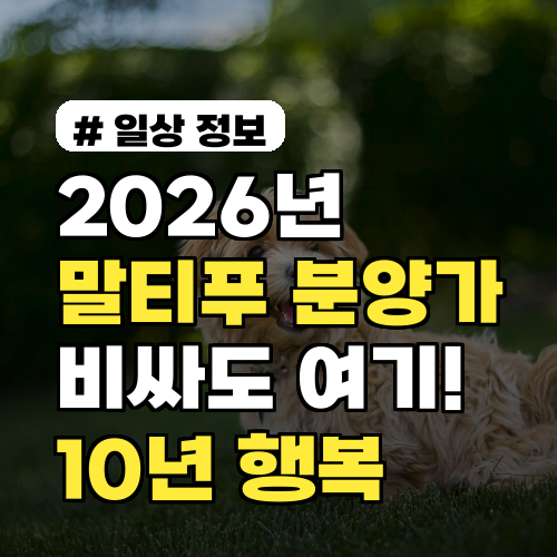2026년 말티푸 분양가, 비싸도 여기 선택해야 10년 넘게 행복!