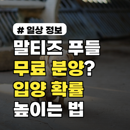 말티즈, 푸들 강아지 무료 분양? 2026년 품종견 입양 확률 높이는 법