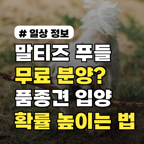 말티즈, 푸들 강아지 무료 분양? 2026년 품종견 입양 확률 높이는 법