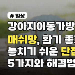 강아지이동가방 매쉬망, 환기 좋지만 놓치기 쉬운 단점 5가지와 해결법