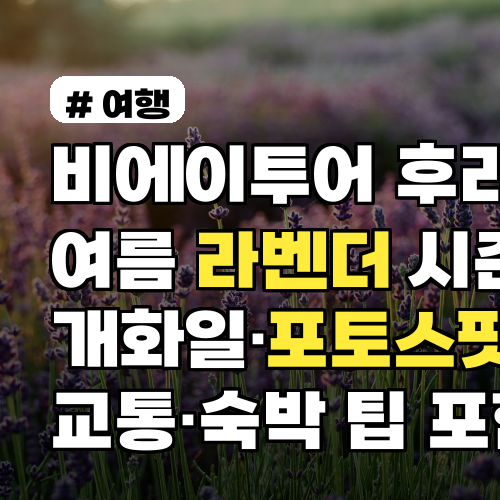 비에이투어 후라노 여름 라벤더 시즌, 개화일·포토스팟 6곳·교통·숙박 팁 포함