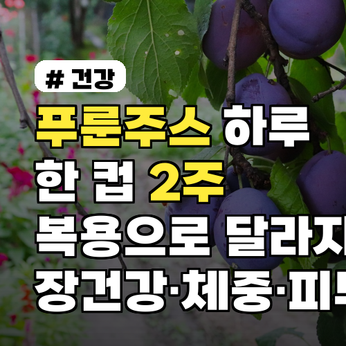 푸룬주스 하루 한 컵 2주 복용으로 달라지는 변화 장건강·체중·피부까지 확인법