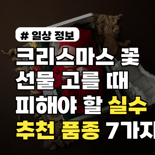 크리스마스 꽃 선물 고를 때 피해야 할 실수 7가지와 추천 품종